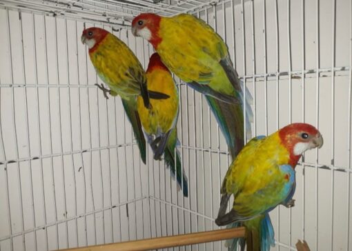 Rosella Lutino Parakeet