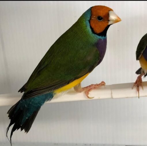 Green Back Lady Gouldian Finch for sale