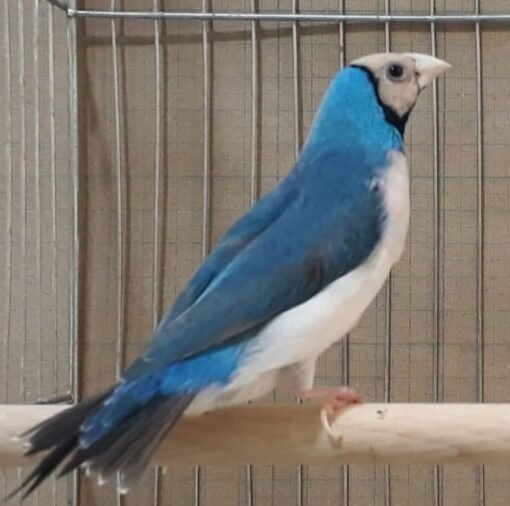 Lady Gouldian - Blue Back