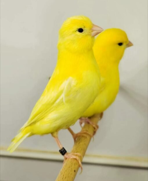 Canary - Yellow for sale