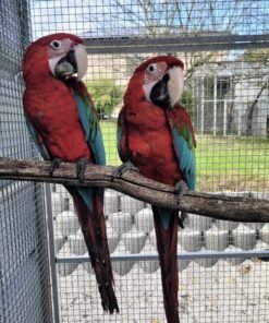 Green-winged Macaws