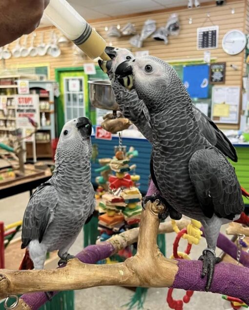 African Grey parrot
