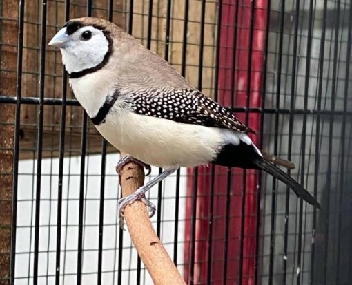 Owl Finches for sale