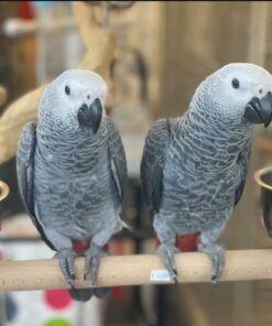 2 Congo African Grey Parrots for sale