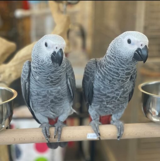 2 Congo African Grey Parrots for sale