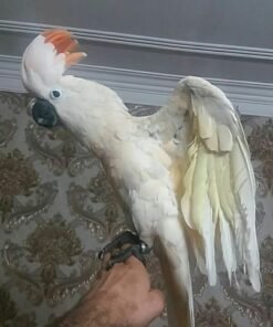 Blaze – Salmon Crested Cockatoo