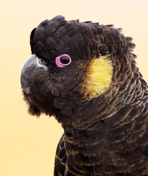 Bradley – Yellow Tailed Black Cockatoo