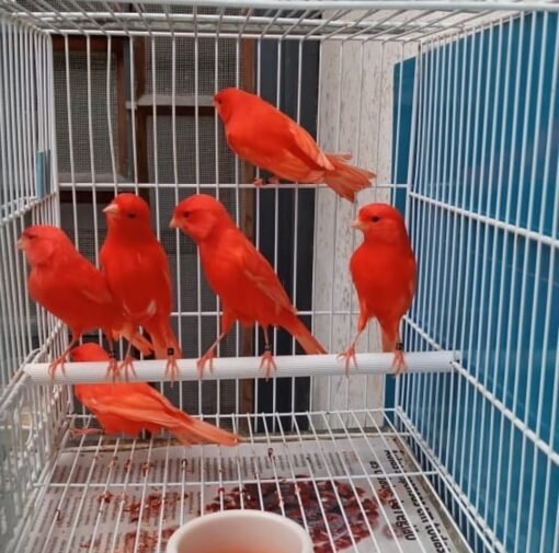 Canary - Red Factor for sale in usa