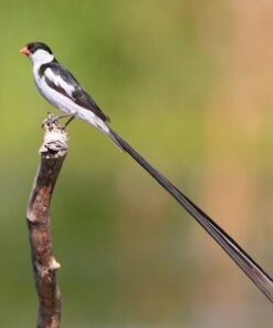 Finch Pin-tailed Whydah Young Un-Colored