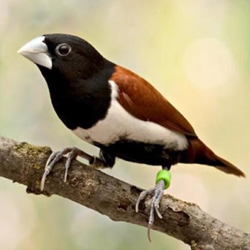 Finch Tri Colored Nun