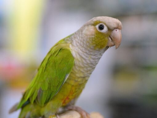 Green-Cheeked Conure Cinnamon - Handfed