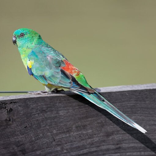 Parrot Red Rump