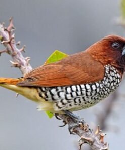 Spice Finch - Scaly Breasted Munia