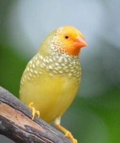 Star Finch - Yellow Face