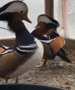 Mandarin Ducks